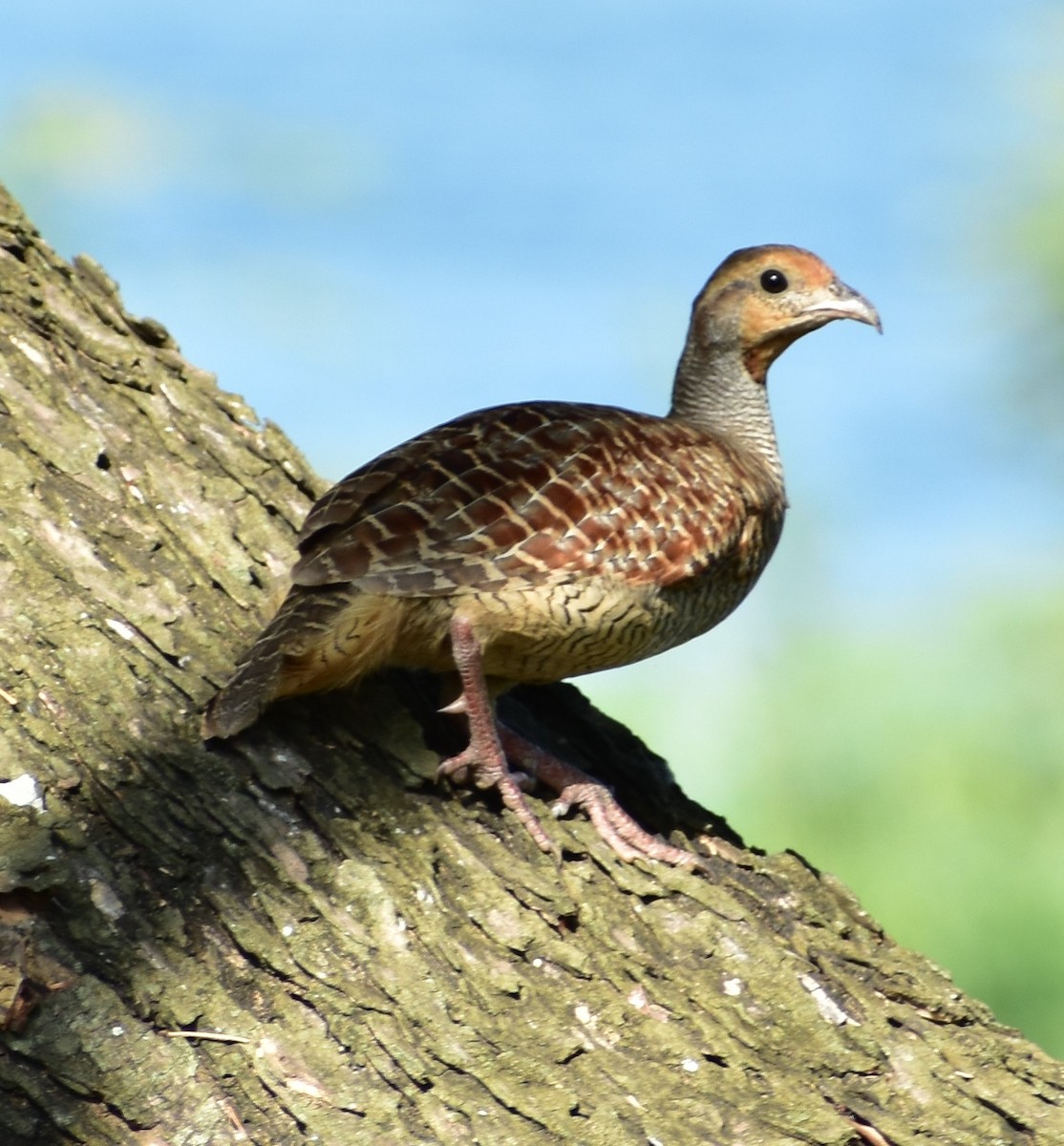 Gray Francolin - ML612659387