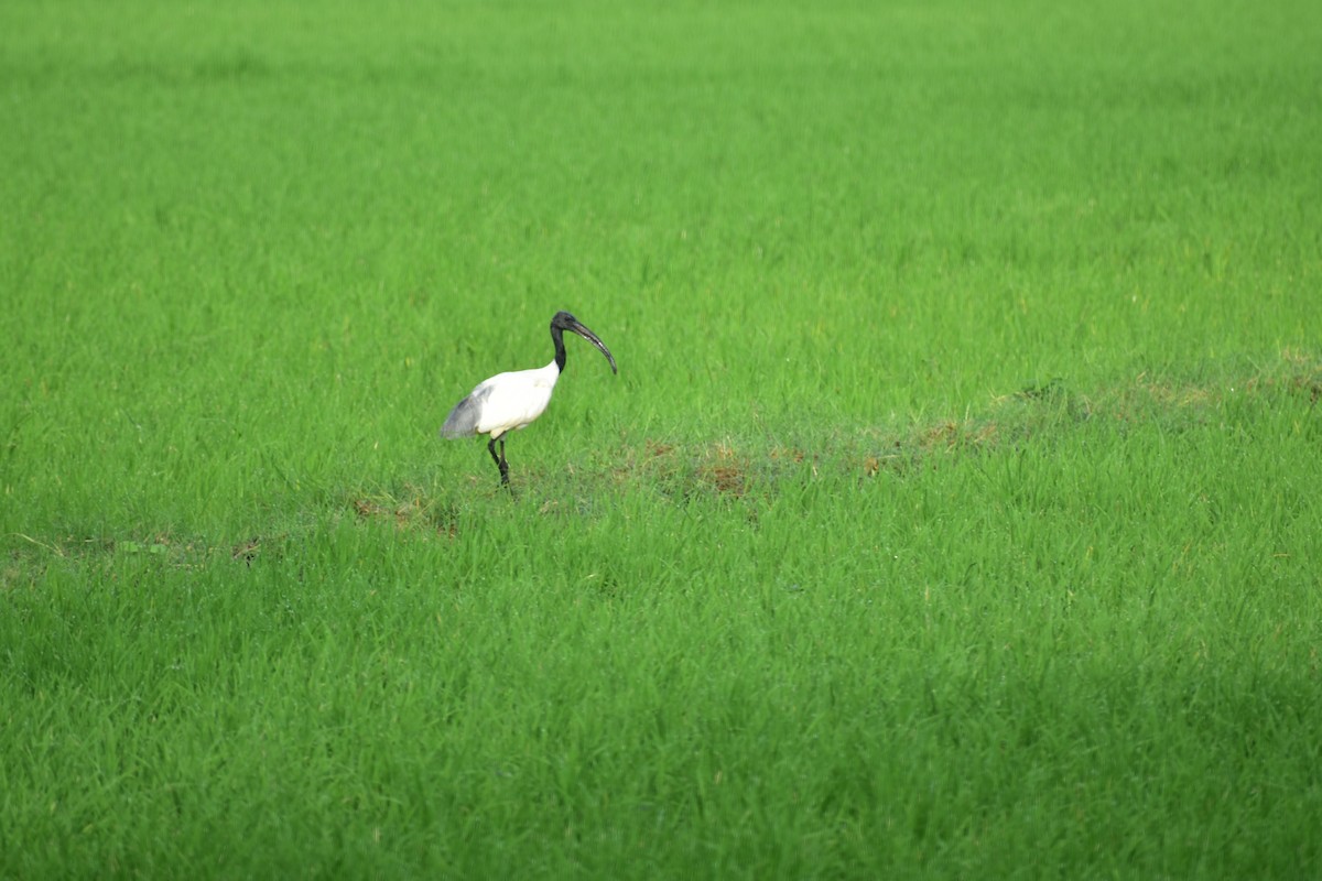 Ibis à tête noire - ML612659394