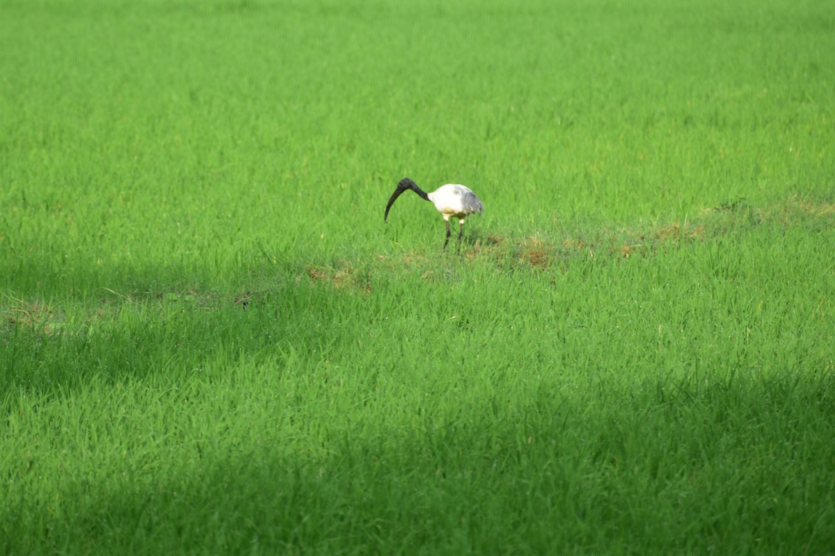 Ibis à tête noire - ML612659395