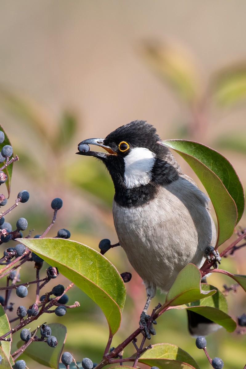 White-eared Bulbul - Masoud Javadi