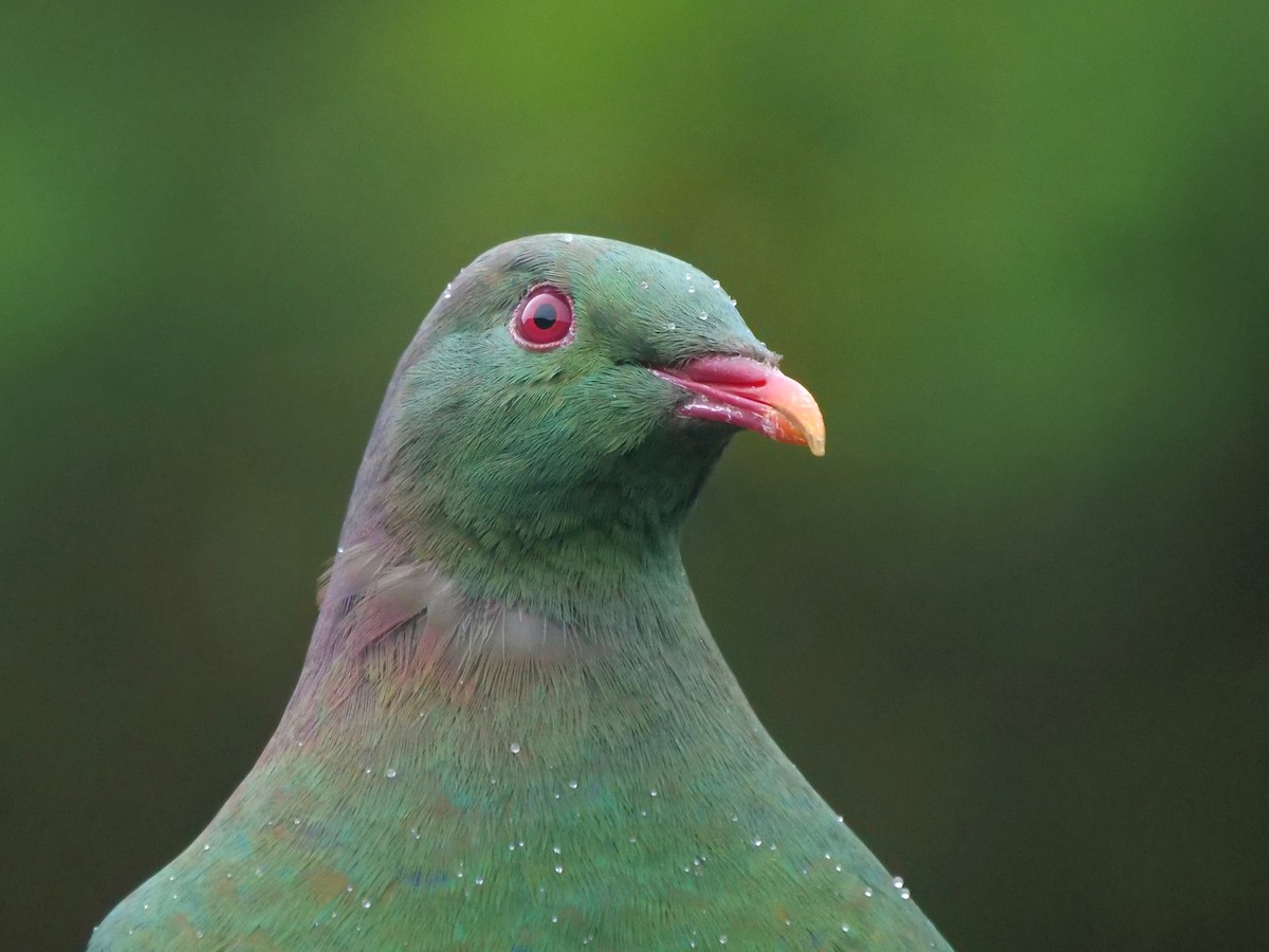 New Zealand Pigeon - ML612659474