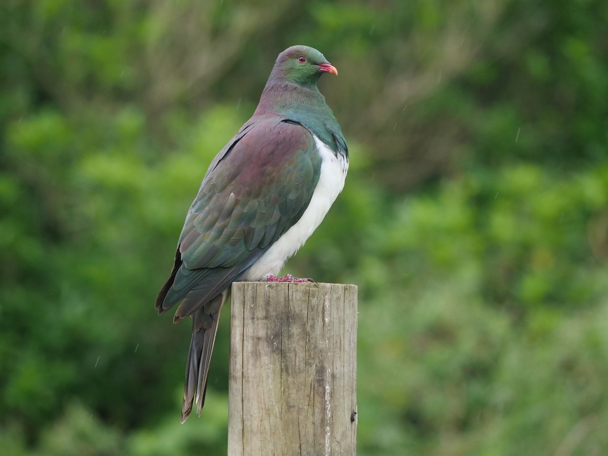 New Zealand Pigeon - ML612659489