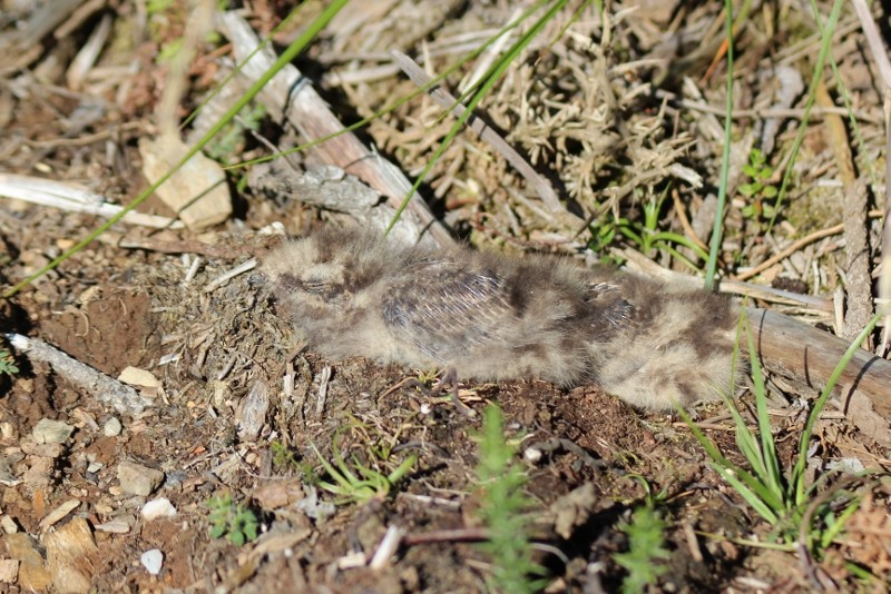 Eurasian Nightjar - ML612659491