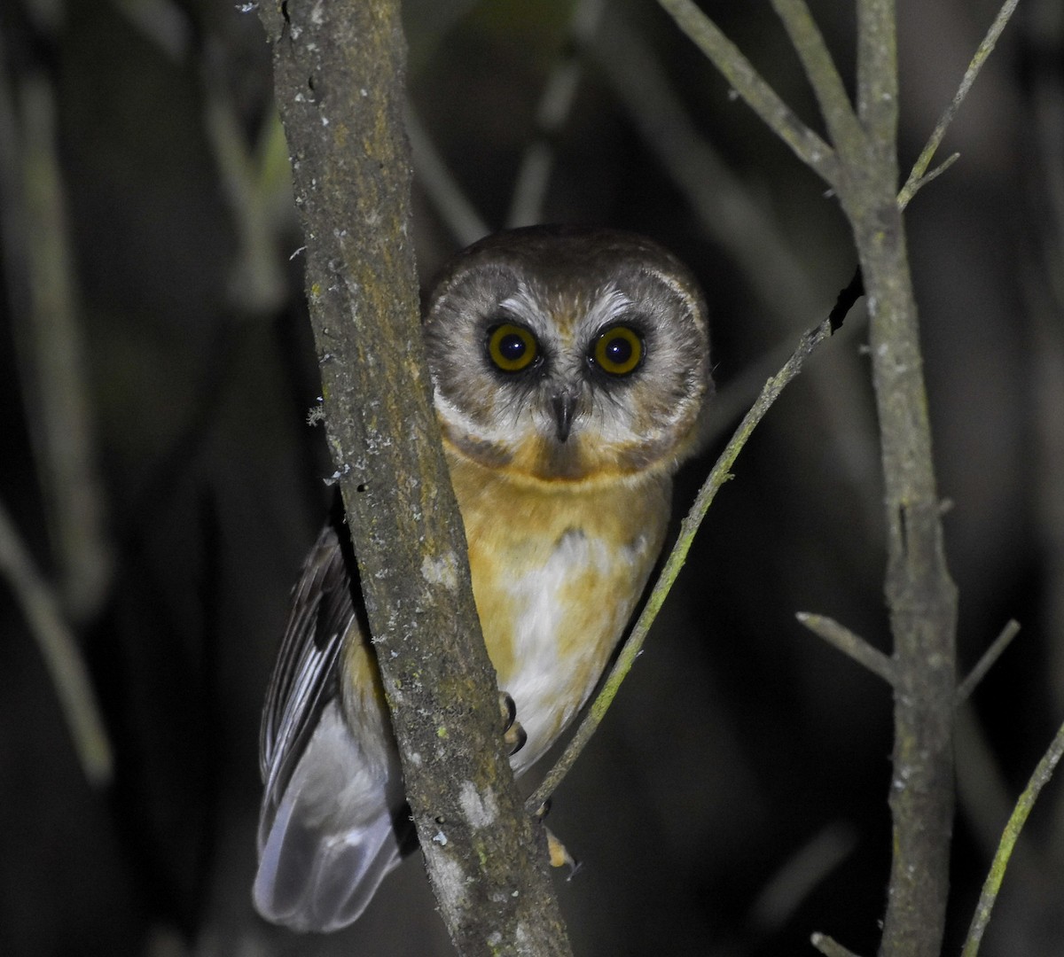 Unspotted Saw-whet Owl - ML612659553