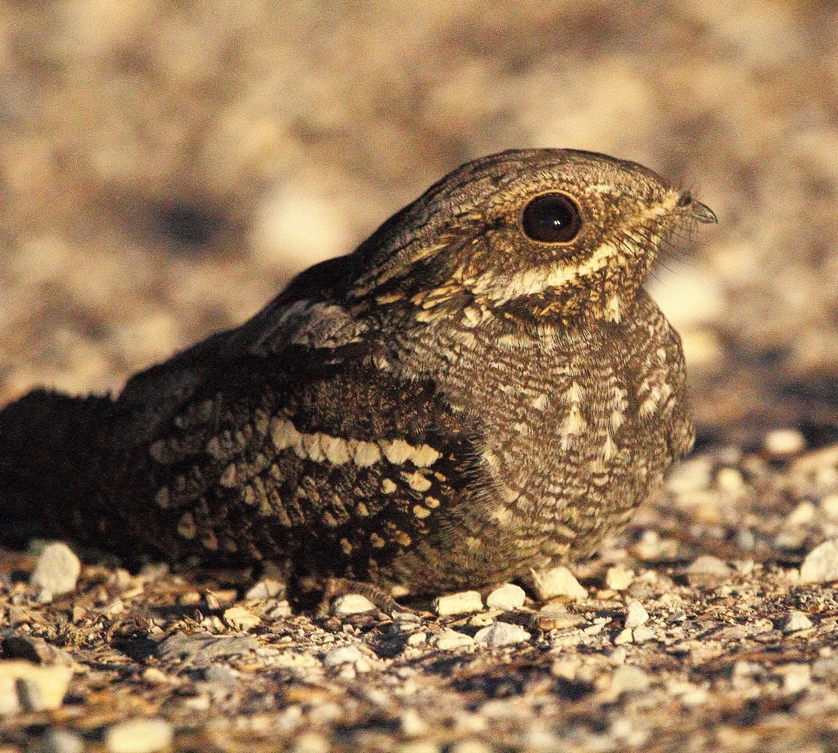 Eurasian Nightjar - ML612659572