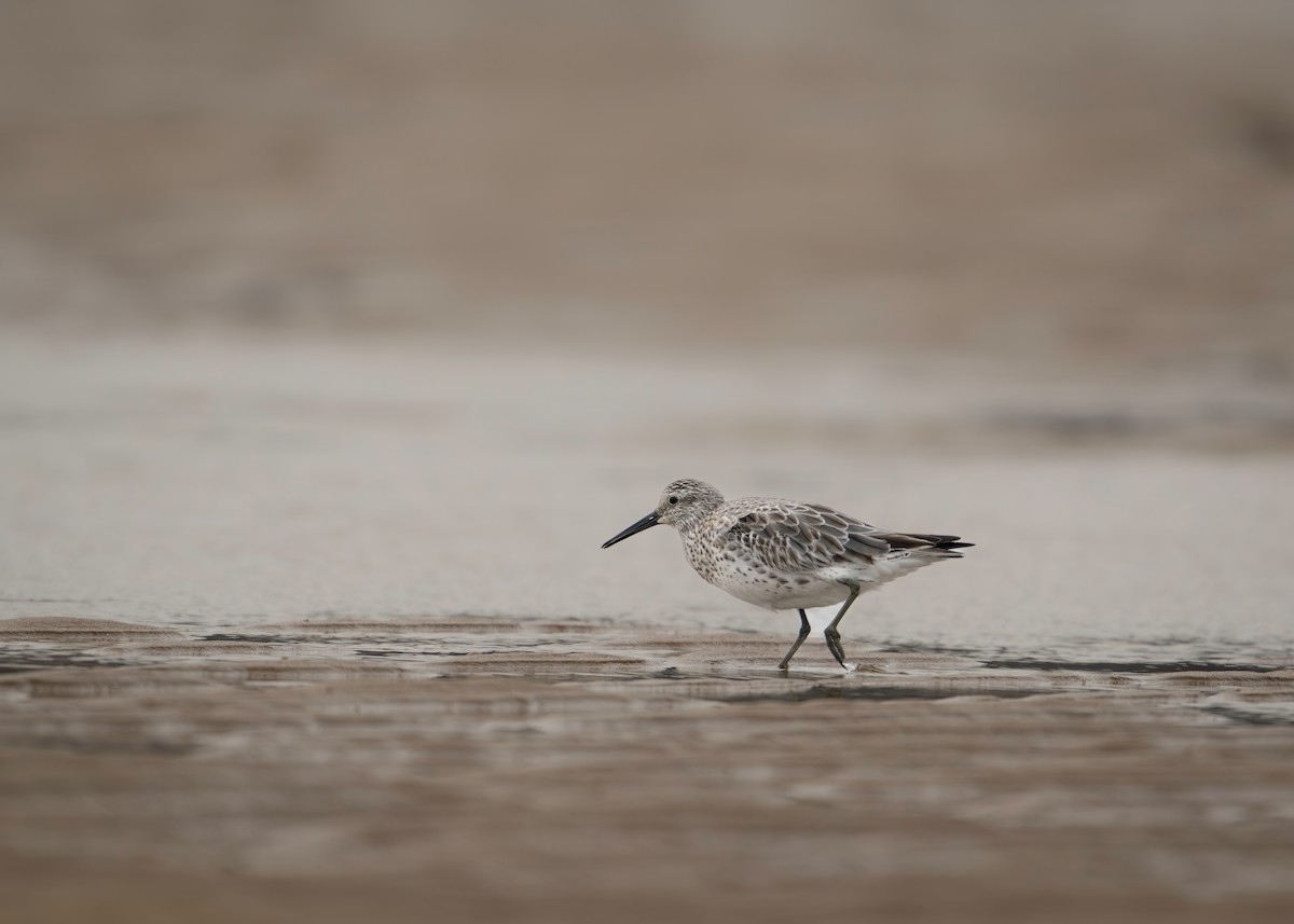 Great Knot - ML612659633