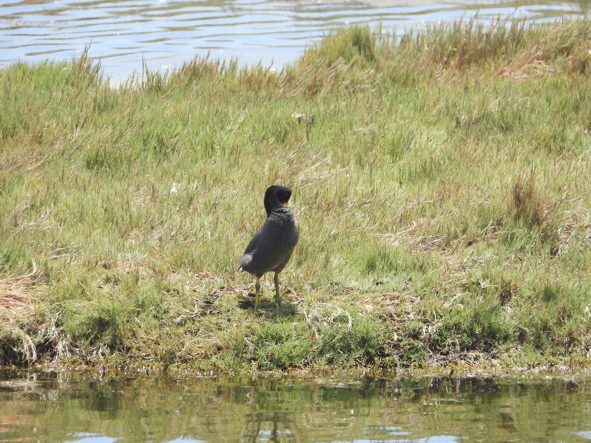 Red-fronted Coot - ML612659645