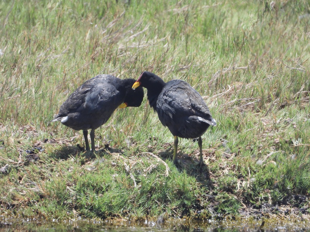 Red-fronted Coot - ML612659646