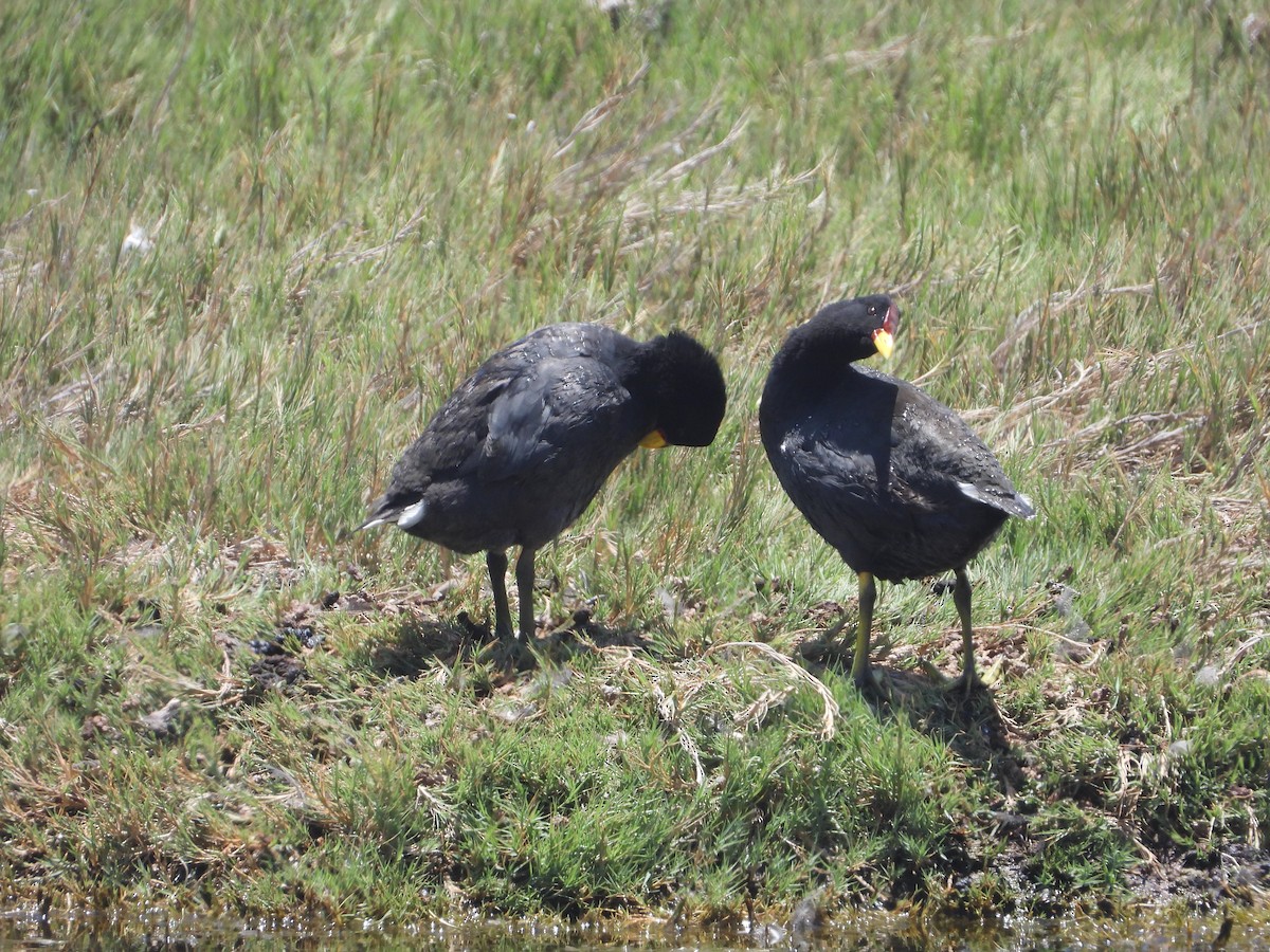 Red-fronted Coot - ML612659647