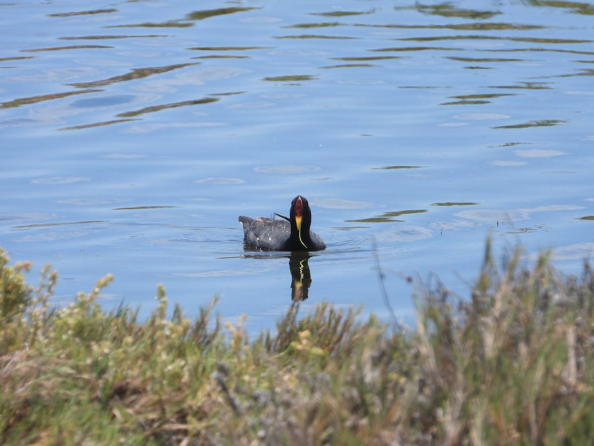 Red-fronted Coot - ML612659648