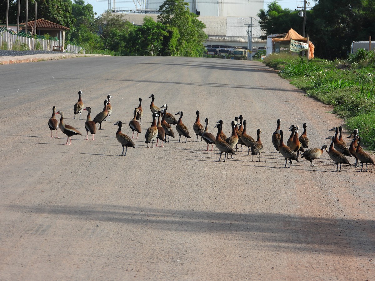 White-faced Whistling-Duck - ML612659673