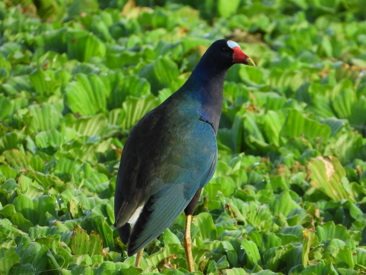 Purple Gallinule - ML612659695