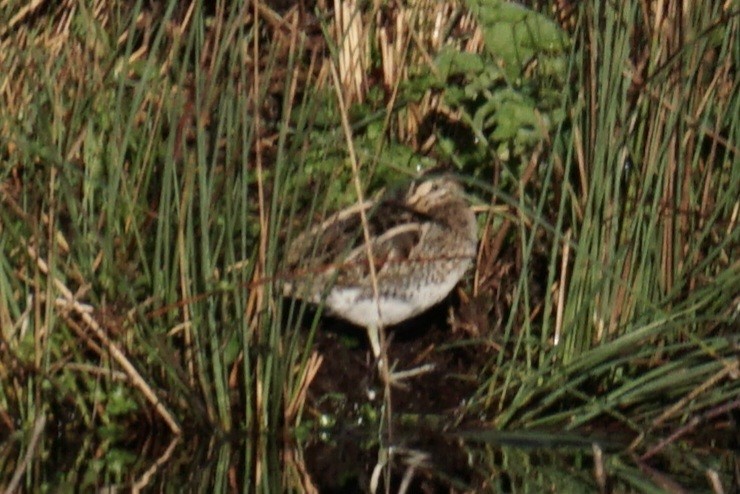 Common Snipe - ML612659700