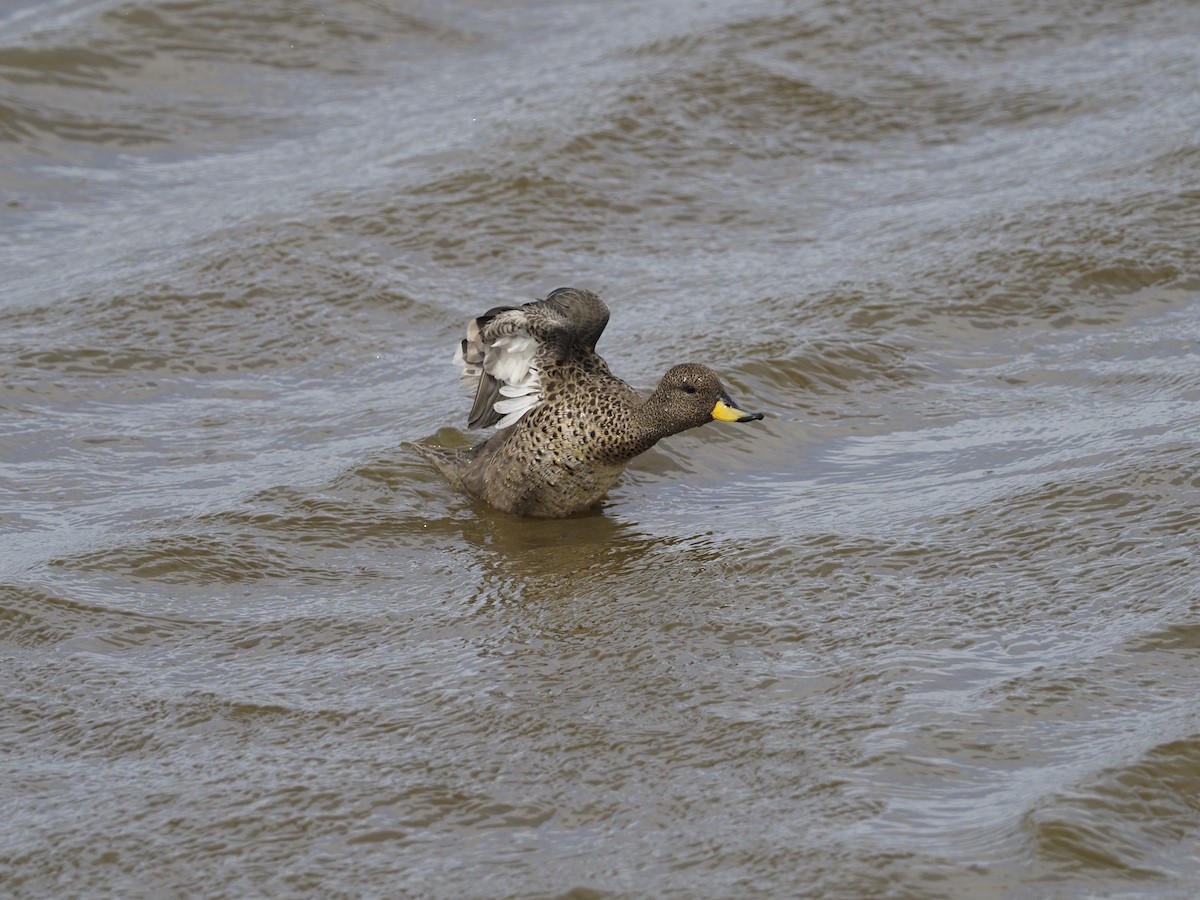 Yellow-billed Teal - ML612659718