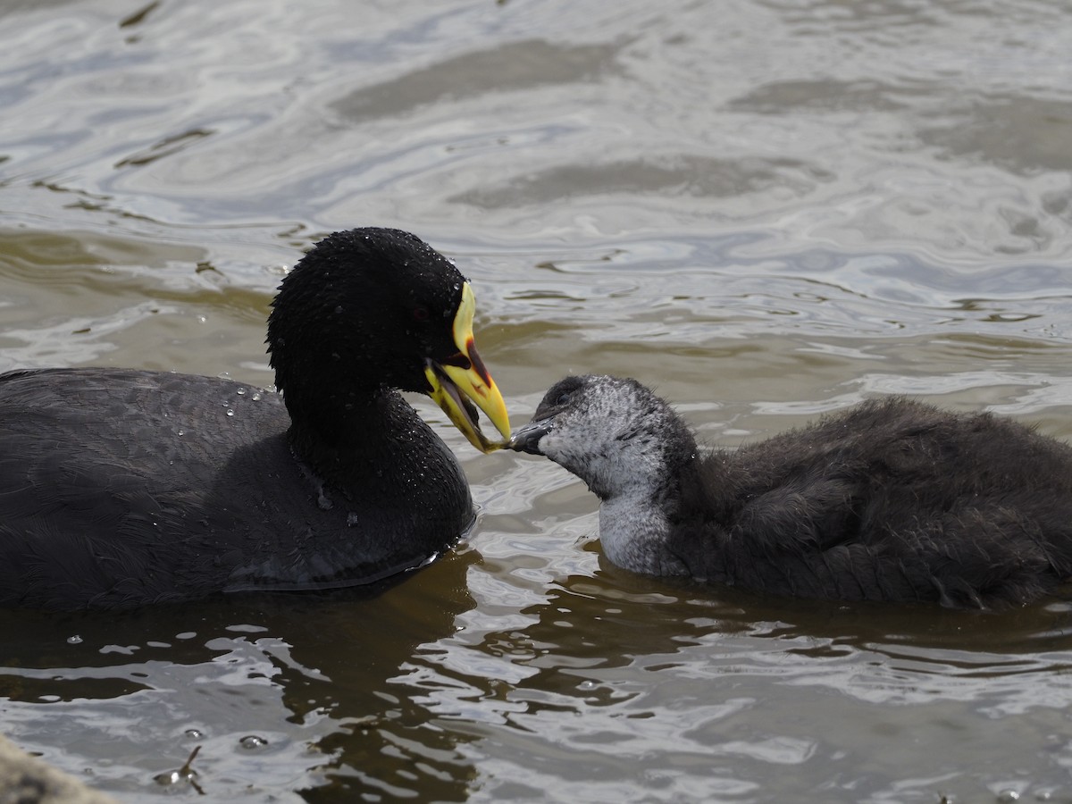 Red-gartered Coot - Lawrence Rhoads