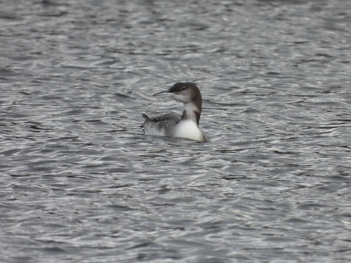 Common Loon - Sławomir Karpicki