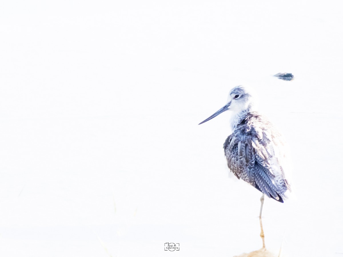 Common Greenshank - José Manuel Caballero Fernández