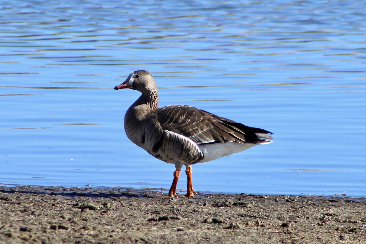 Greater White-fronted Goose - ML612659791