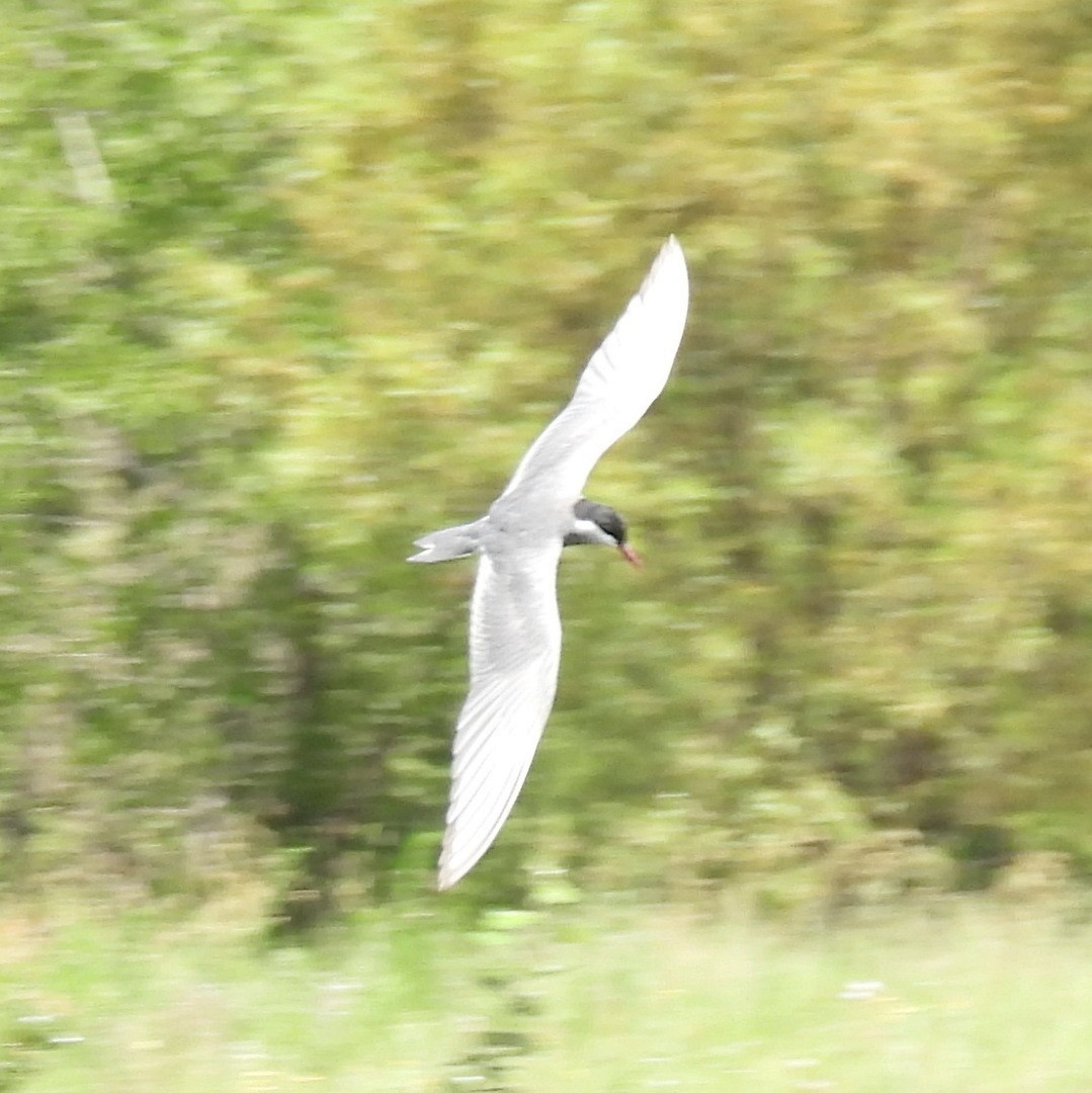 Whiskered Tern - ML612659812