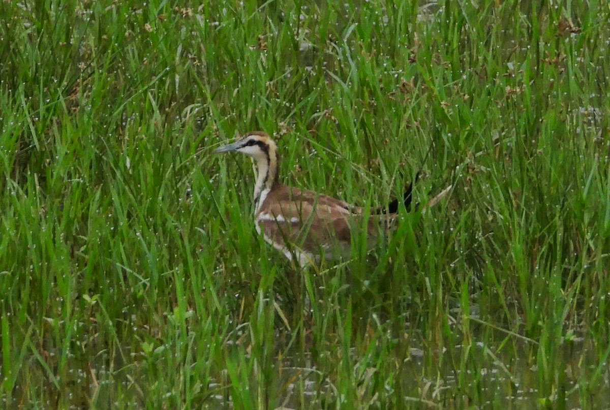 Pheasant-tailed Jacana - ML612659816