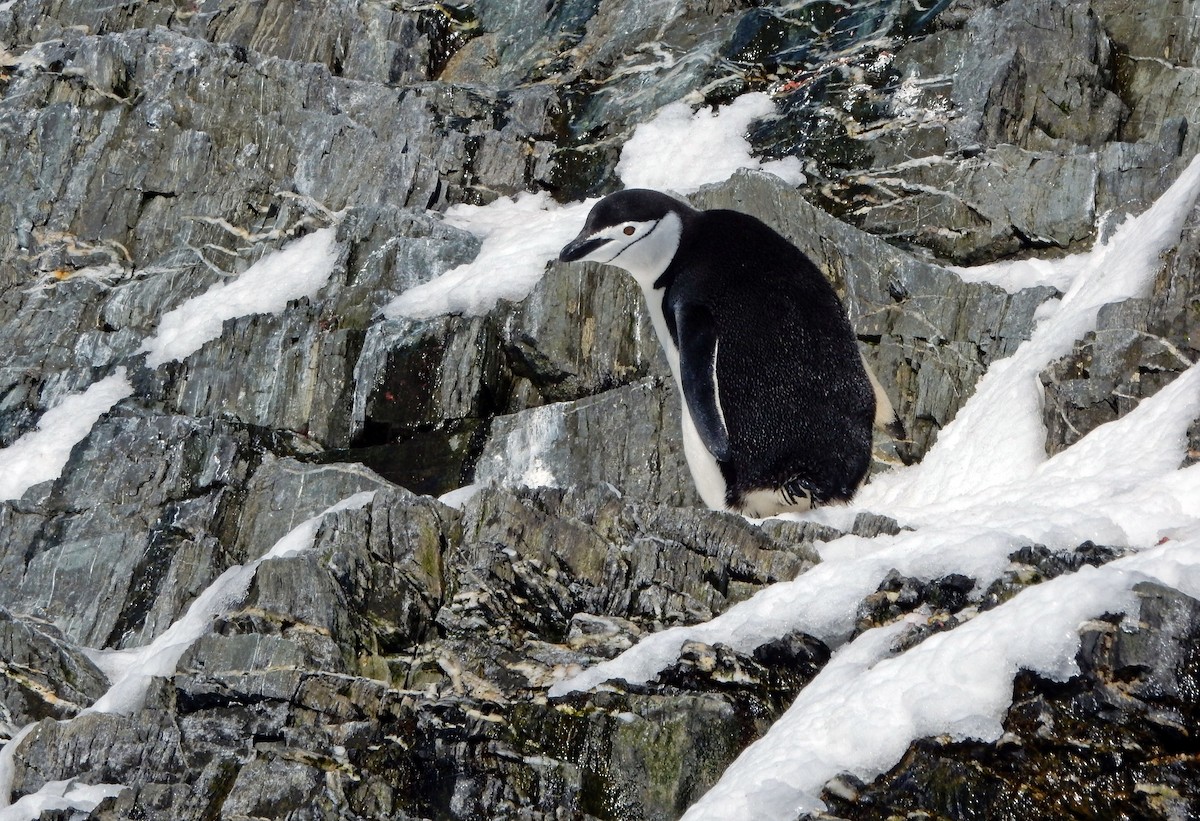 Chinstrap Penguin - Antonio Ceballos Barbancho