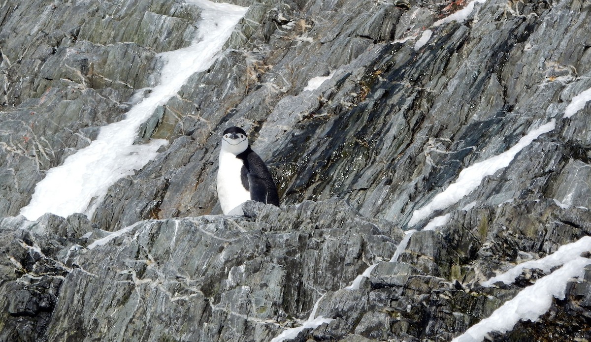 Chinstrap Penguin - ML612659842