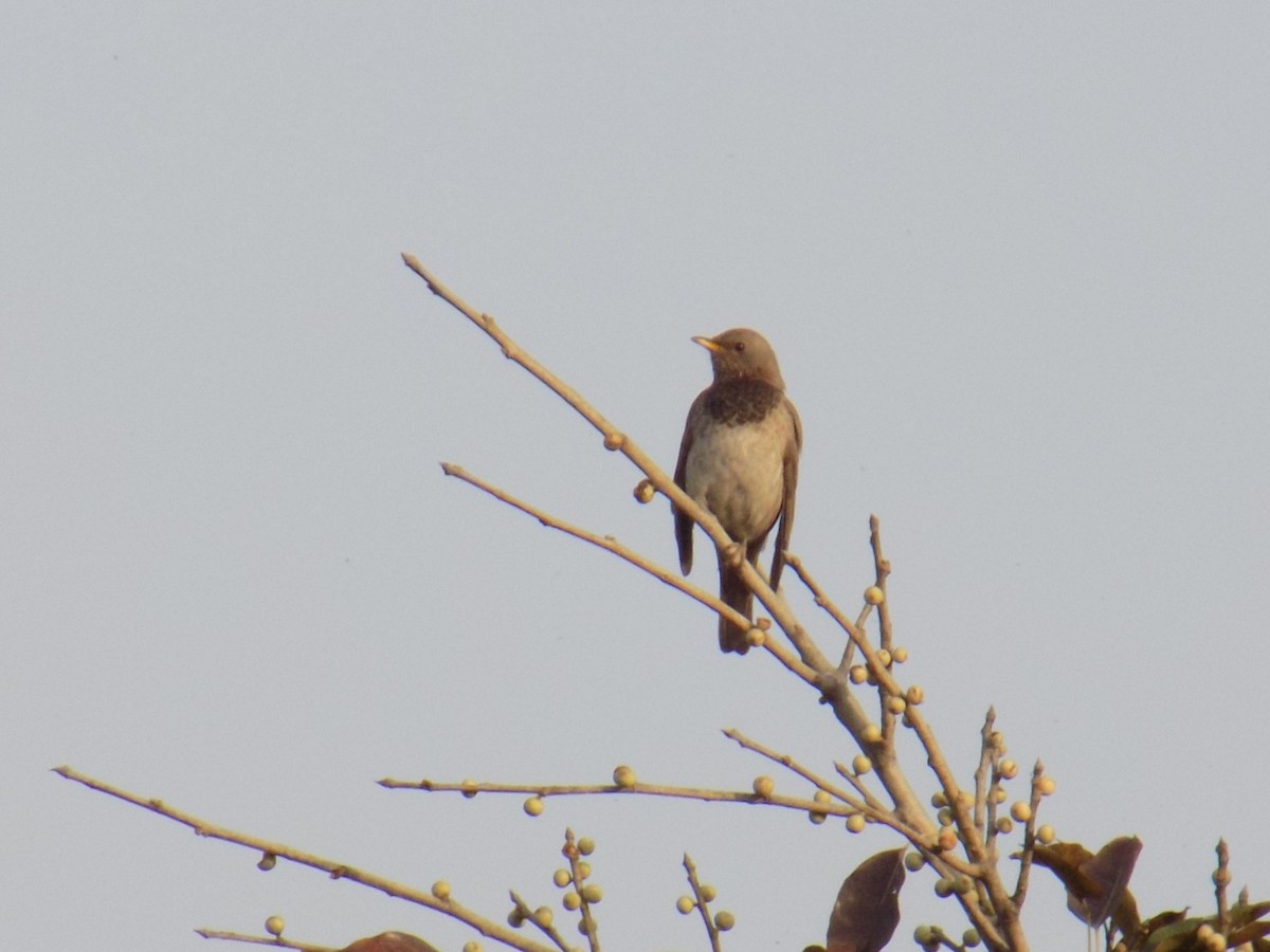 Black-throated Thrush - Madhur Upadhyay