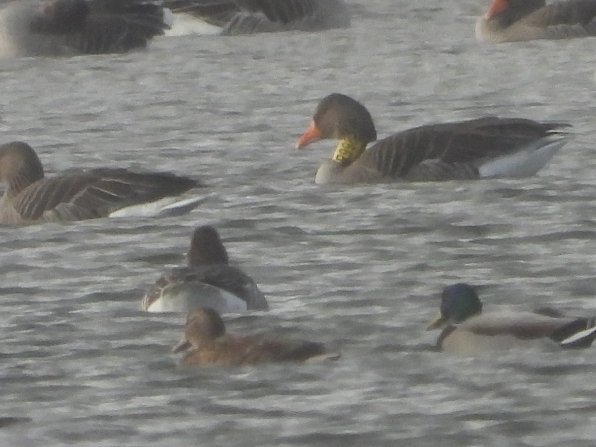 Graylag Goose - Sławomir Karpicki