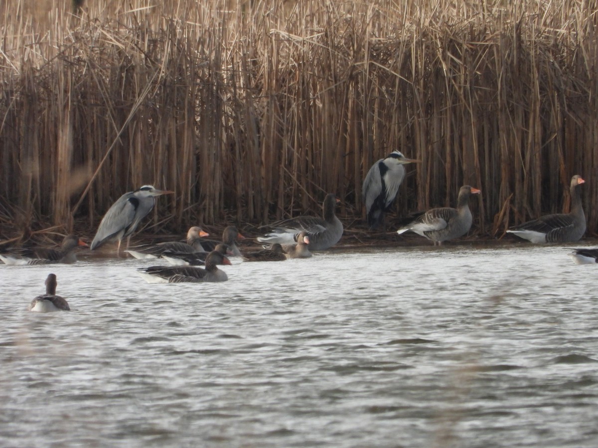 Gray Heron - ML612659957