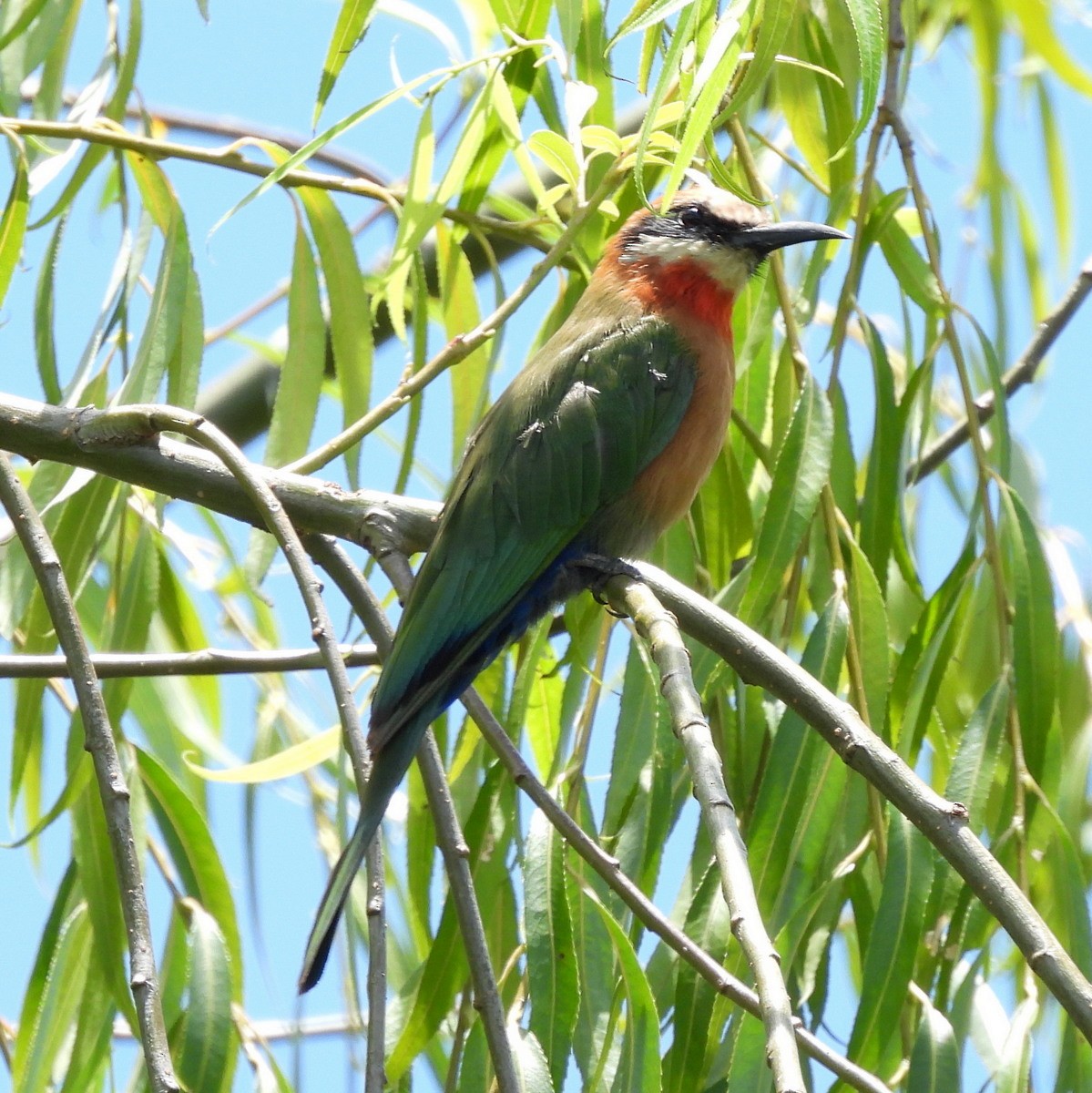 White-fronted Bee-eater - ML612659968