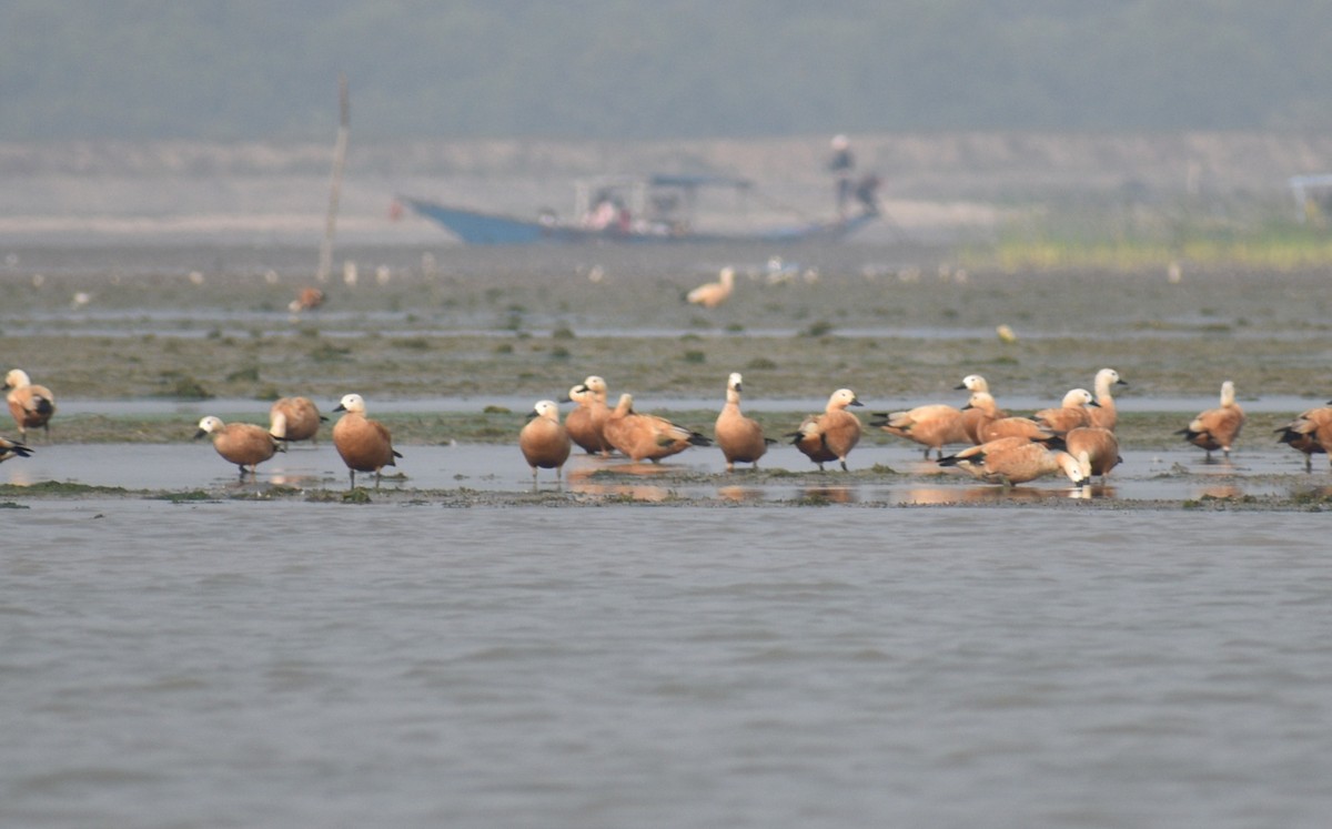 Ruddy Shelduck - ML612659996