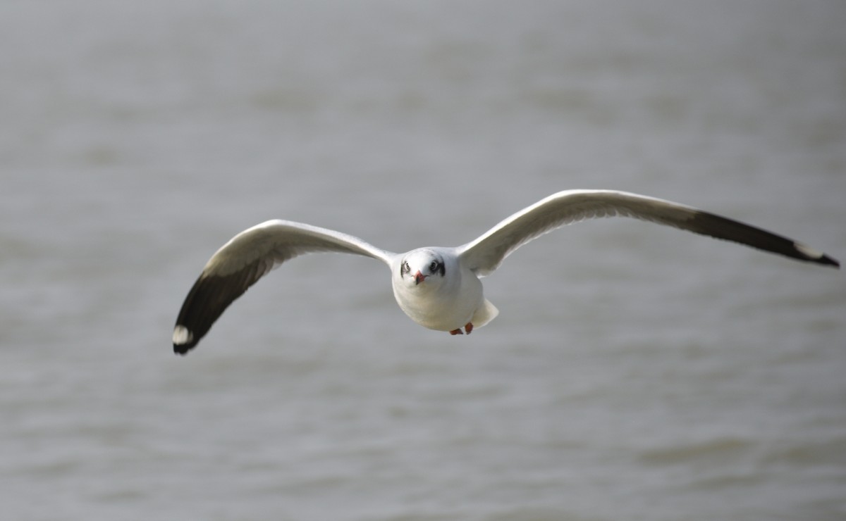 Brown-headed Gull - ML612659999