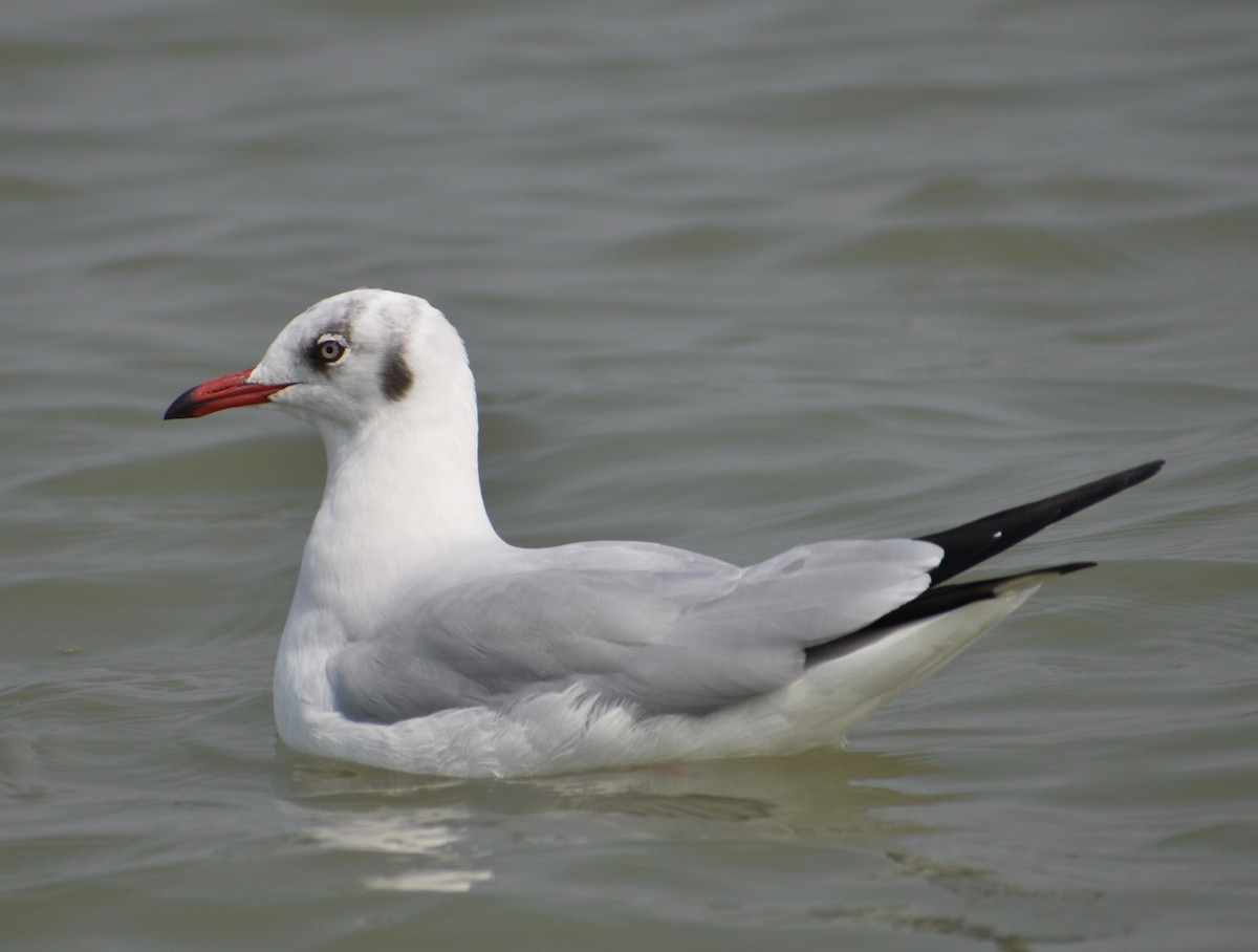 Brown-headed Gull - ML612660000