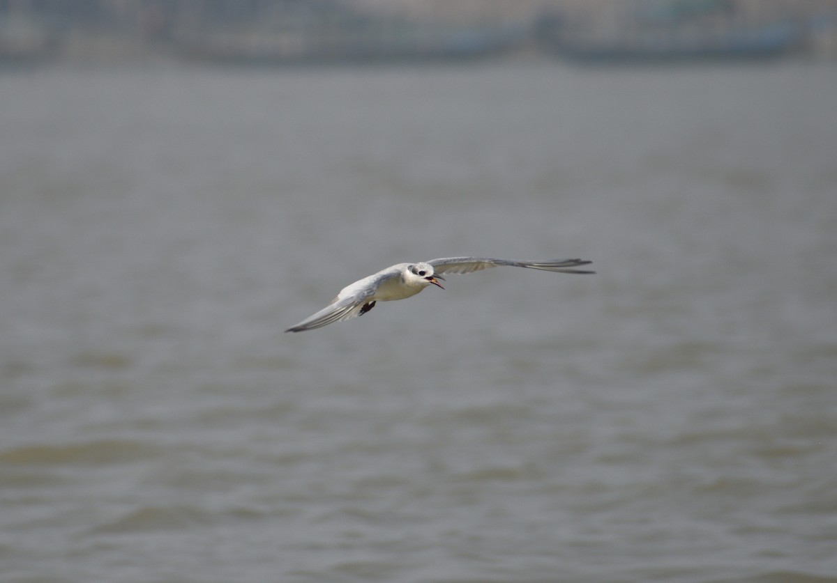 Whiskered Tern - ML612660001