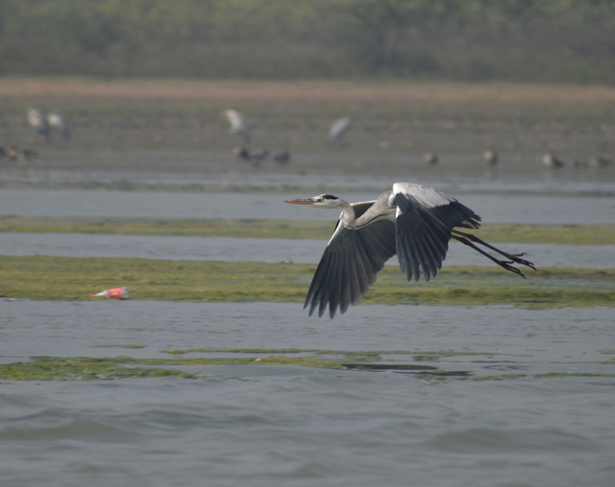 Gray Heron - ML612660008