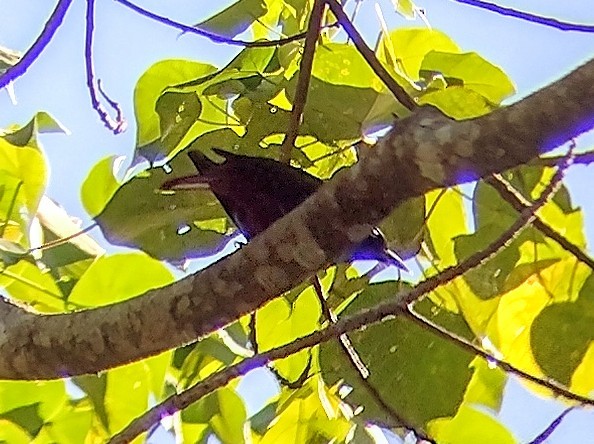 Maroon Oriole - ML612660034