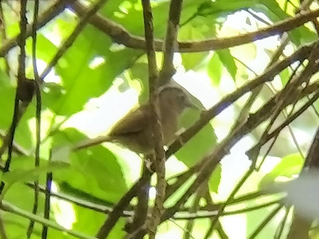 Gray-throated Babbler - ML612660085