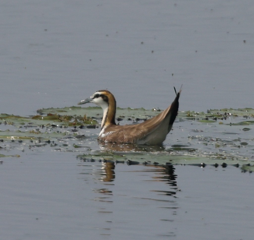 Pheasant-tailed Jacana - ML612660206