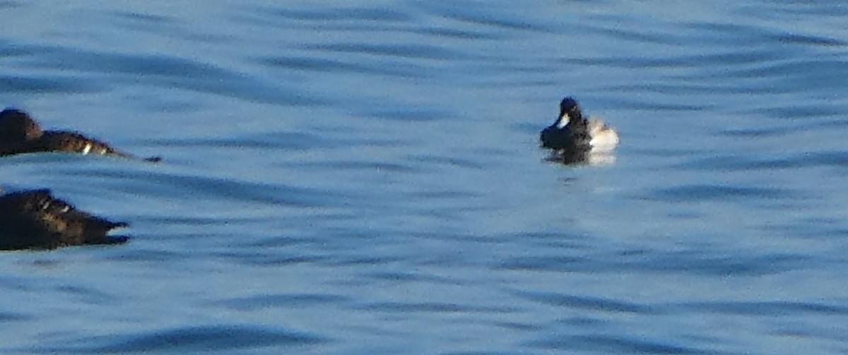 Greater Scaup - Sam Wainright