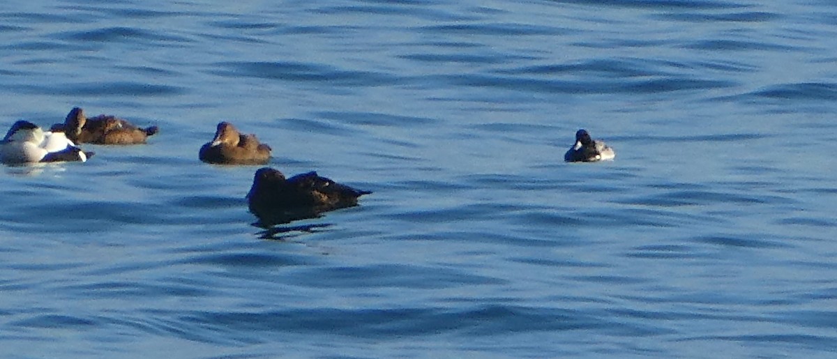 Greater Scaup - Sam Wainright