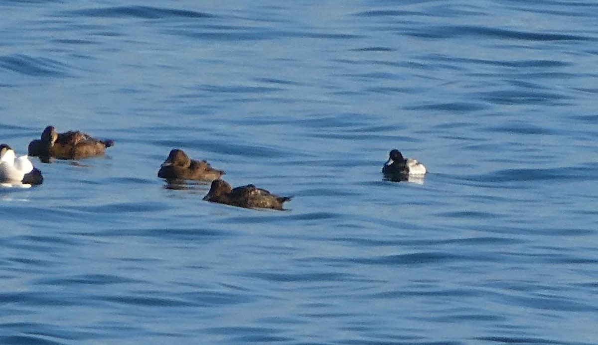 Greater Scaup - ML612660235