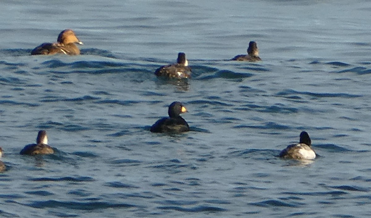 Greater Scaup - ML612660236