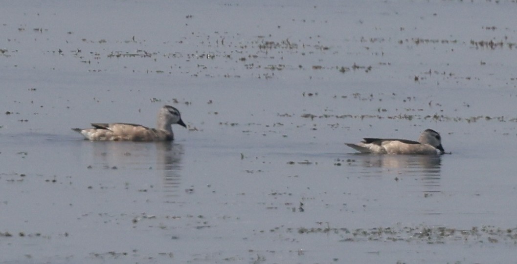 Cotton Pygmy-Goose - ML612660241