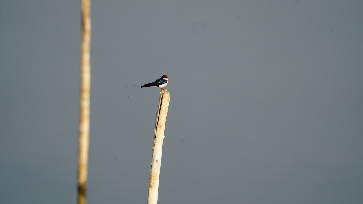 Wire-tailed Swallow - ML612660271
