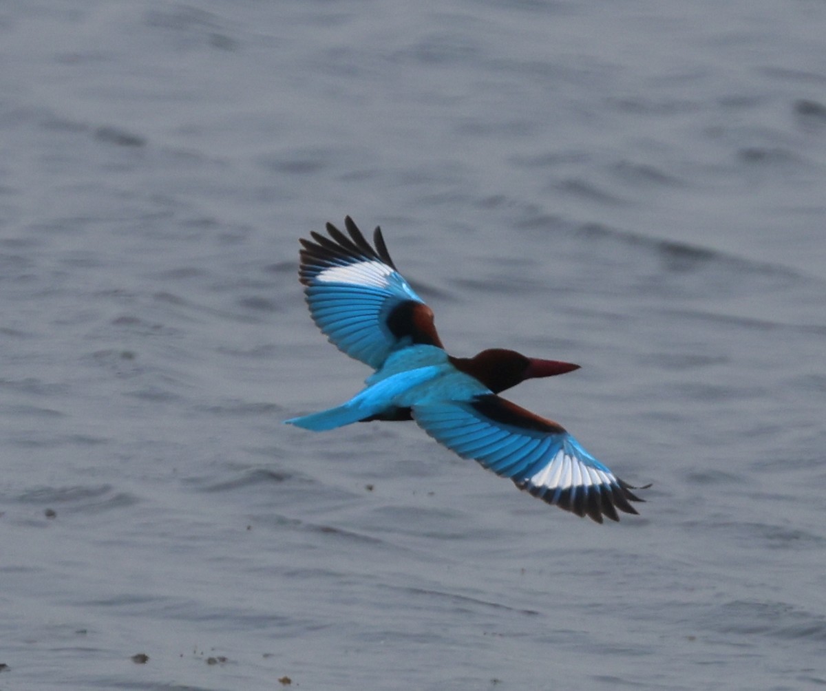 White-throated Kingfisher - ML612660296