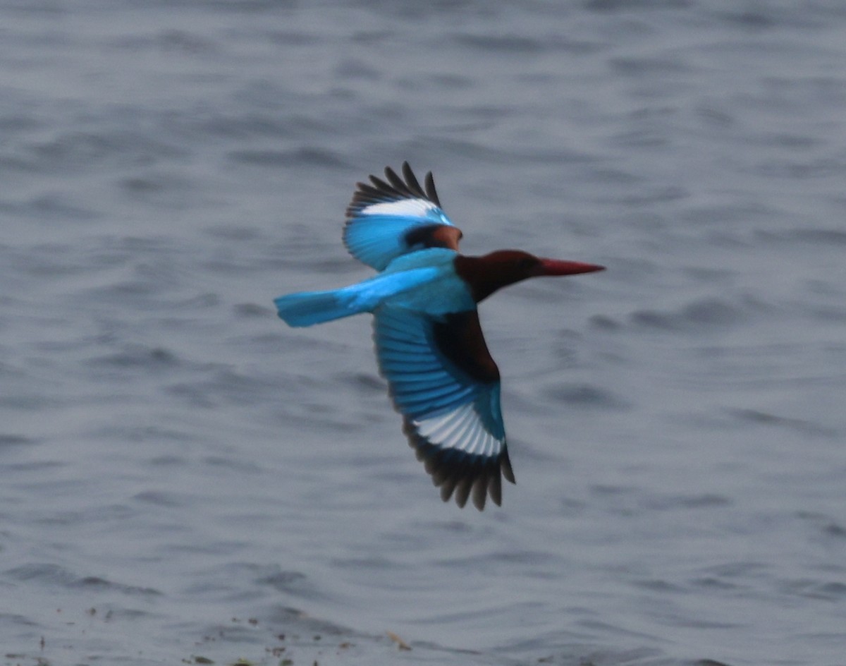 White-throated Kingfisher - ML612660297