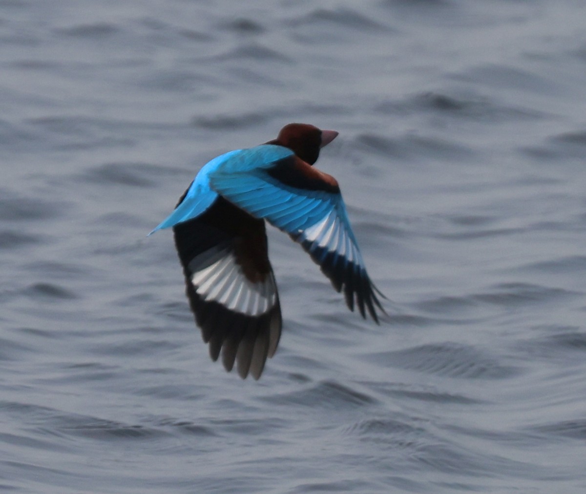 White-throated Kingfisher - ML612660298