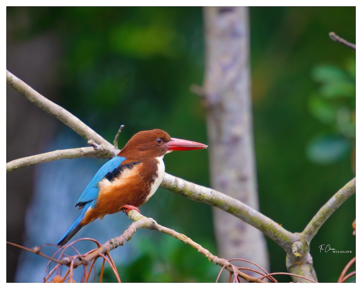 White-throated Kingfisher - ML612660301