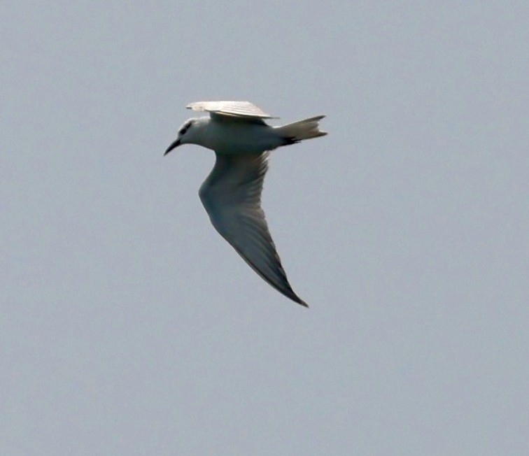 Whiskered Tern - ML612660318