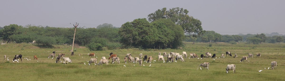 Eastern Cattle Egret - ML612660320